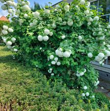 Bloemen